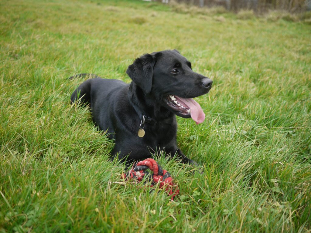 Do labrador retrievers shed