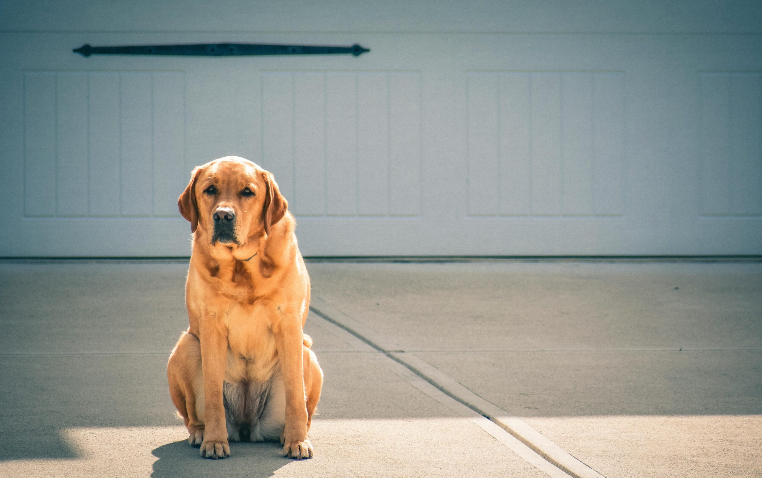 How much should a labrador retriever weigh?